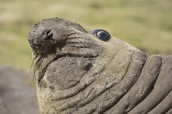 Framed Print : Southern elephant seal (Mirounga leonina) Framed Print : Southern elephant seal (Mirounga leonina)