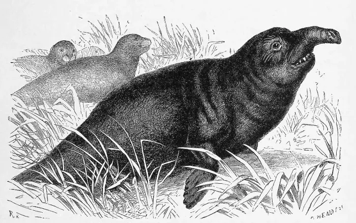 Framed Print : Southern elephant seal (Mirounga leonina)