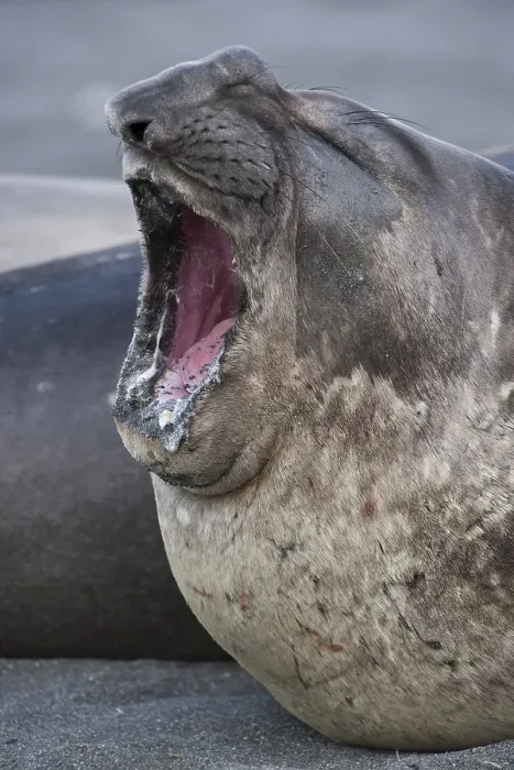 Framed Print : Southern Elephant Seal (Mirounga leonina) Framed Print : Southern Elephant Seal (Mirounga leonina)
