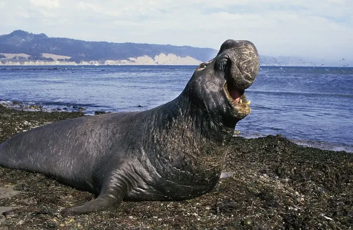Framed Print : Southern Elephant Seal (mirounga leonina)