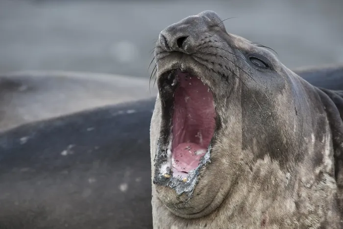 Framed Print : Southern Elephant Seal (Mirounga leonina)
