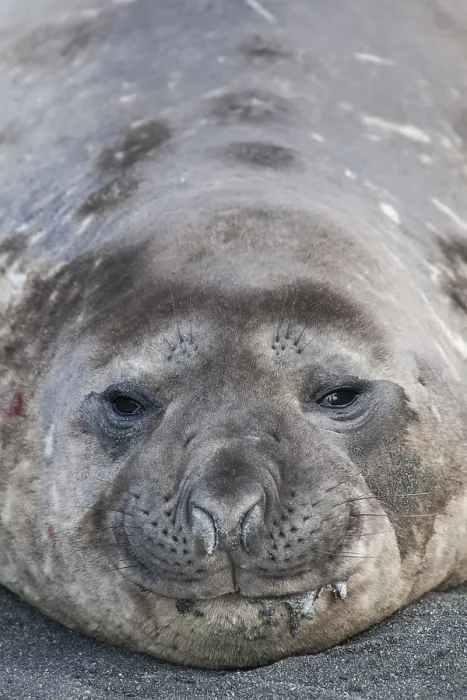 Framed Print : Southern Elephant Seal (Mirounga leonina)