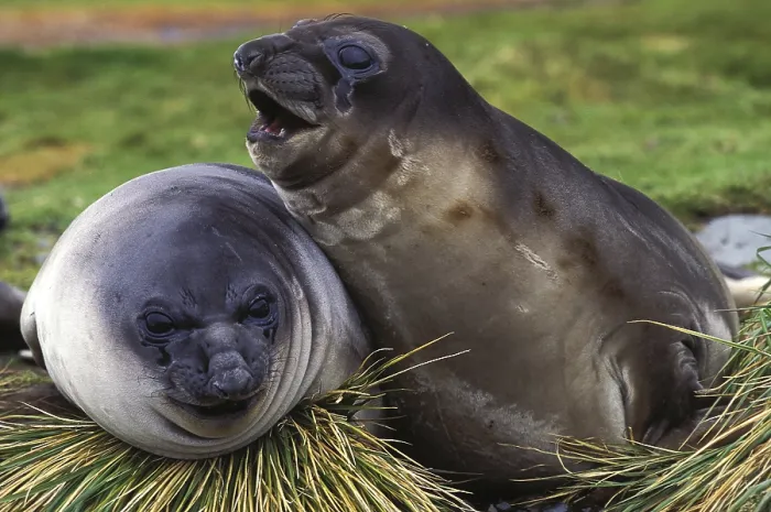 Framed Print : Southern elephant seal (mirounga leonina) Framed Print : Southern elephant seal (mirounga leonina)