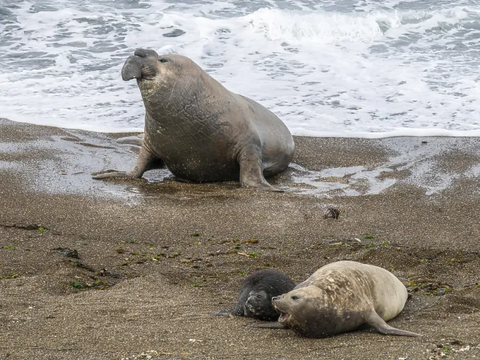 Framed Print : Southern elephant seal (Mirounga leonina) Framed Print : Southern elephant seal (Mirounga leonina)