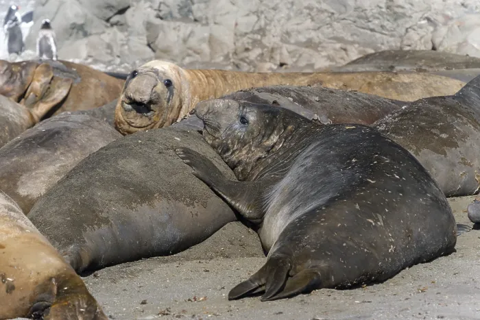 Framed Print : Southern Elephant Seals (Mirounga leonina)