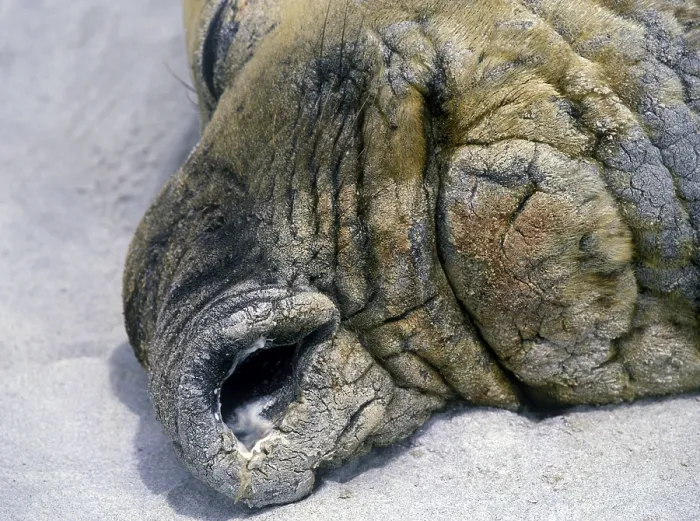 Framed Print : Southern elephant seals (Mirounga leonina)