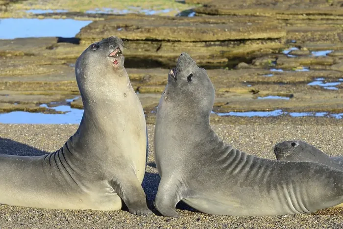 Framed Print : Two Southern elephant seals (Mirounga leonina) disputing on the beach