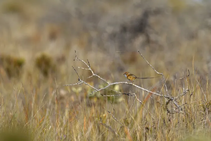 Framed Print : Southern Emu-wren (Stipiturus malachurus)