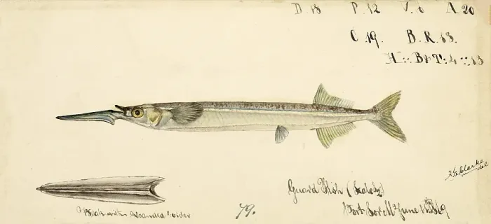 Framed Print : Southern garfish, Hyporhamphus melanochir, Southern garfish, fish, reproduction of an original, by Frank Edward Clarke (b. 1849, d. 1899), ichthyologist and scientific draughtsman Framed Print : Southern garfish, Hyporhamphus melanochir, Southern garfish, fish, reproduction of an original, by Frank Edward Clarke (b. 1849, d. 1899), ichthyologist and scientific draughtsman