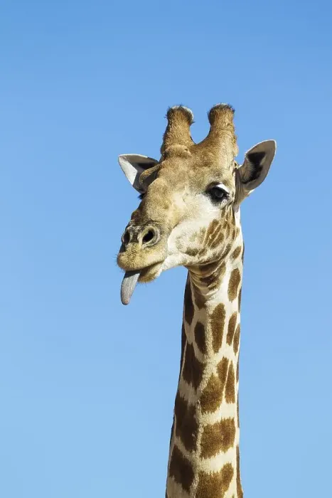Framed Print : Southern Giraffe (Giraffa camelopardalis giraffa)