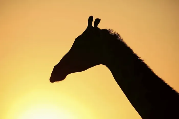 Framed Print : Southern giraffe (Giraffa camelopardalis giraffa)