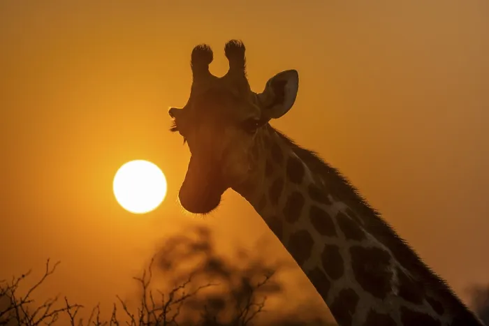 Framed Print : Southern giraffe (Giraffa giraffa giraffa) backlit in front of the sun at sunset