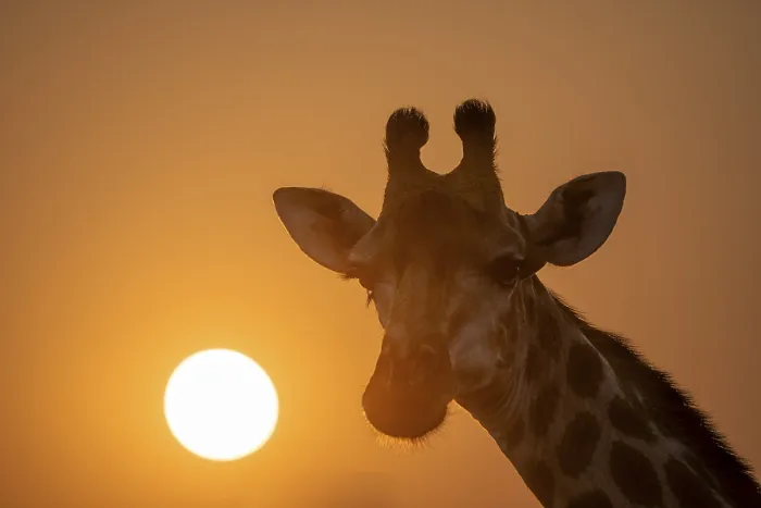 Framed Print : Southern giraffe (Giraffa giraffa giraffa) backlit in front of the sun at sunset