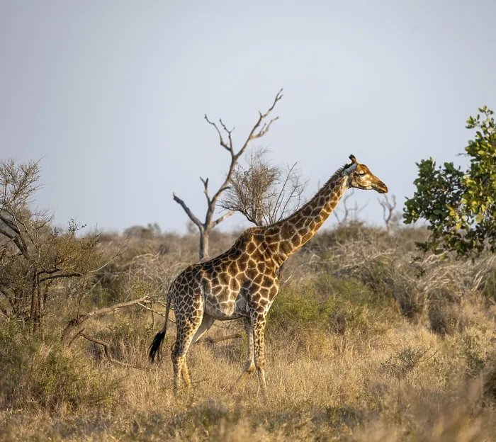 Framed Print : Southern giraffe (Giraffa giraffa giraffa) in the savannah