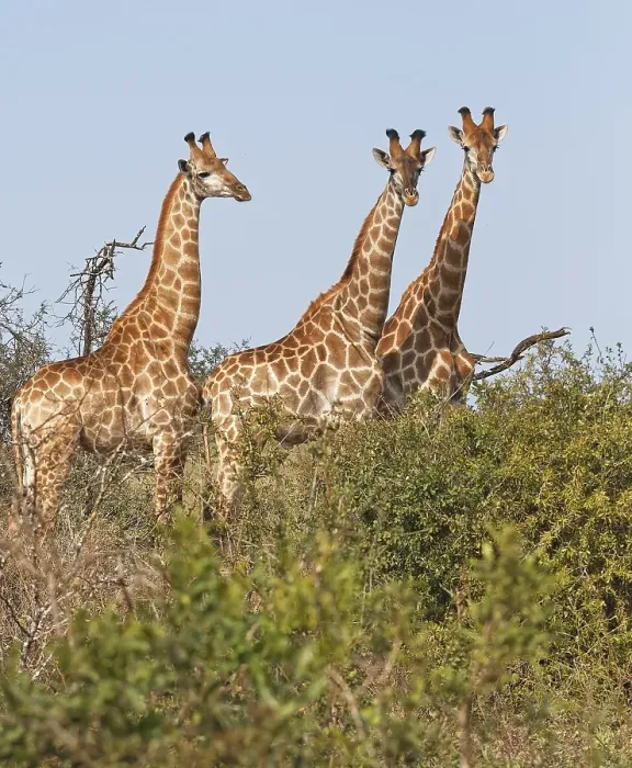 Framed Print : Three Southern giraffes (Giraffa camelopardalis giraffa) Framed Print : Three Southern giraffes (Giraffa camelopardalis giraffa)
