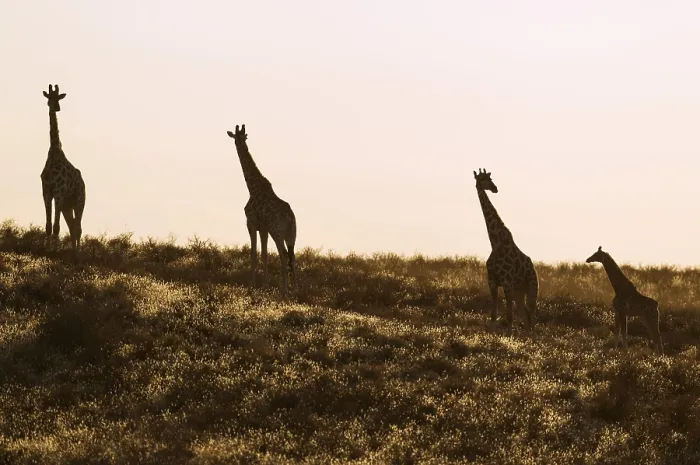 Framed Print : Southern Giraffes (Giraffa giraffa)