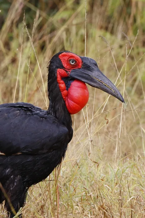 Framed Print : Southern Ground Hornbill, Bucorvus leadbeateri