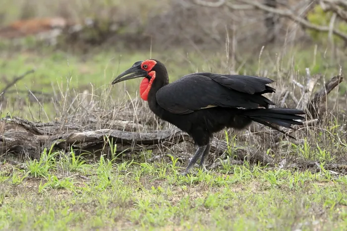 Framed Print : Southern ground hornbill (Bucorvus leadbeateri) Framed Print : Southern ground hornbill (Bucorvus leadbeateri)