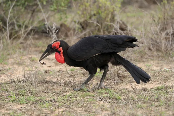 Framed Print : Southern ground hornbill (Bucorvus leadbeateri)