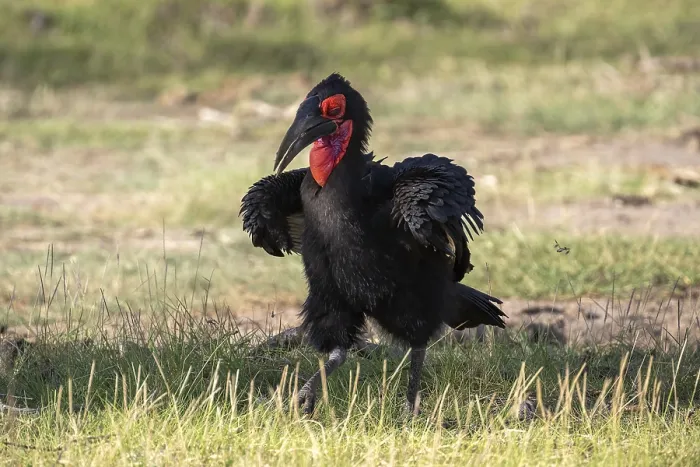 Framed Print : Southern ground hornbill (Bucorvus leadbeateri)