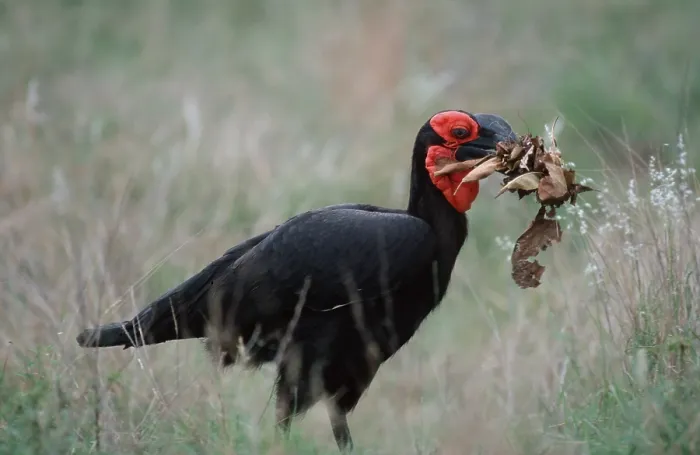 Framed Print : Southern Ground Hornbill (Bucorvus leadbeateri) collecting nesting material