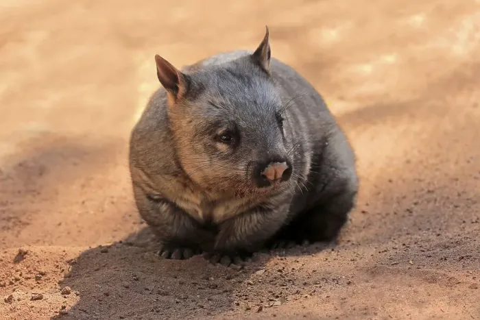 Framed Print : Southern hairy-nosed wombat (Lasiorhinus latifrons)