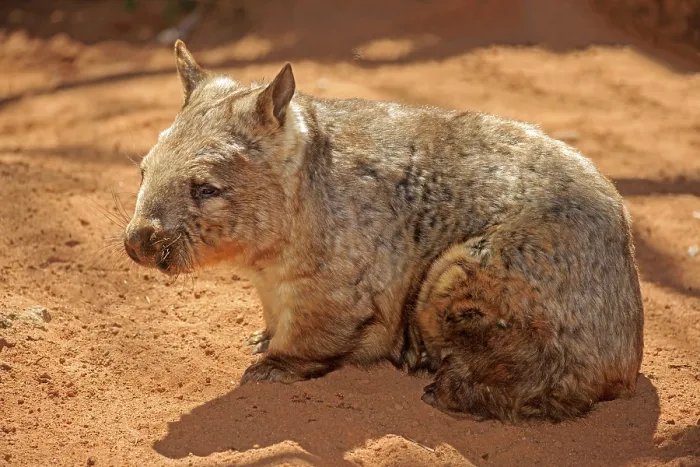 Framed Print : Southern hairy-nosed wombat (Lasiorhinus latifrons)