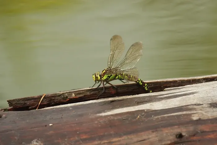 Framed Print : Southern Hawker (Aeshna cyanea)