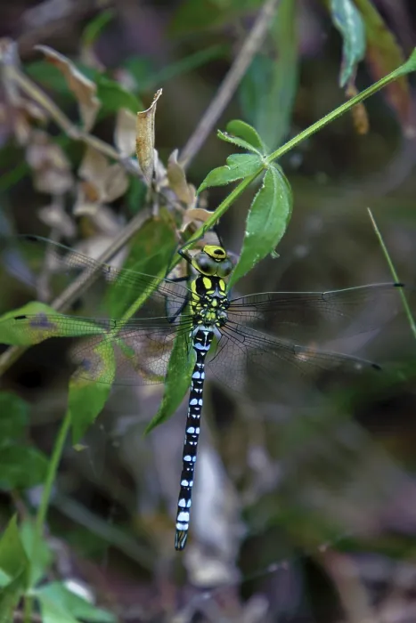Framed Print : Southern hawker dragonfly perching on a green leaf in its natural habitat in ronda