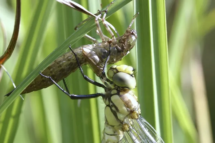 Framed Print : Southern Hawker - freshly hatched (Aeshna cyanea)