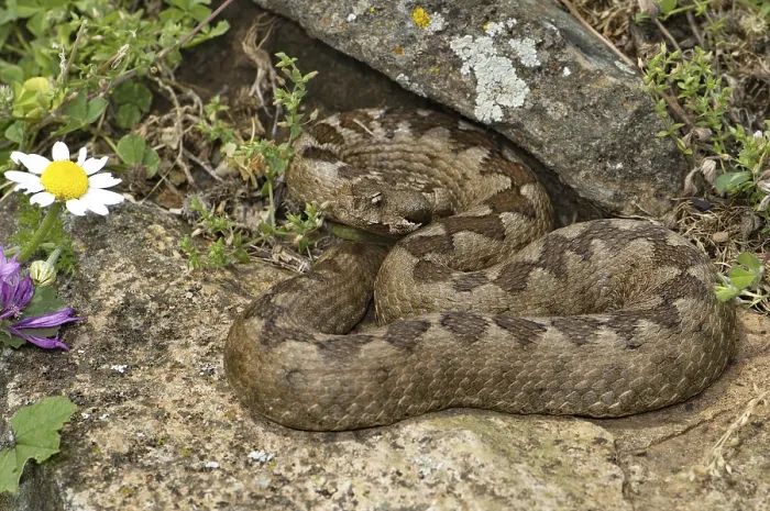 Framed Print : Southern horned viper (Vipera ammodytes meridionalis)