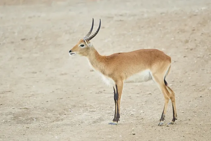 Framed Print : Southern lechwe (Kobus leche) in the dessert