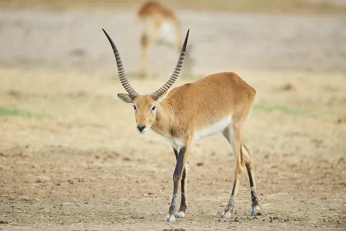 Framed Print : Southern lechwe (Kobus leche) in the dessert