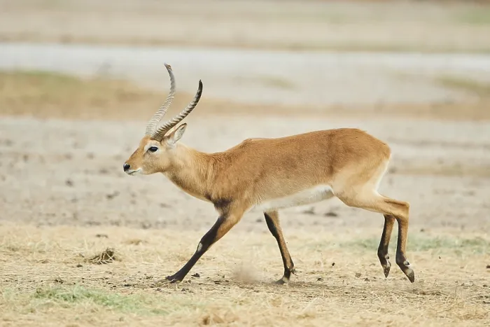 Framed Print : Southern lechwe (Kobus leche) in the dessert