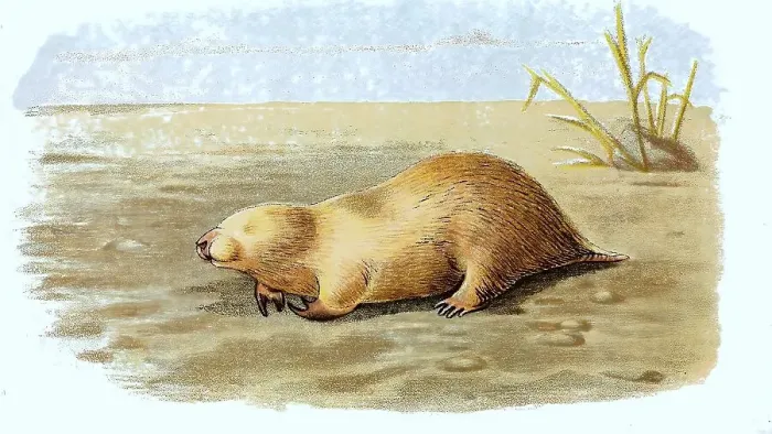 Framed Print : Southern marsupial mole (Notoryctes typhlops)