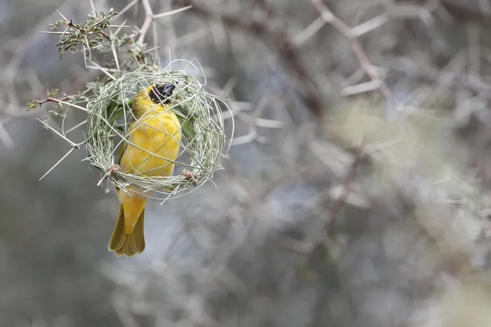 Framed Print : Southern Masked Weaver (Ploceus velatus)