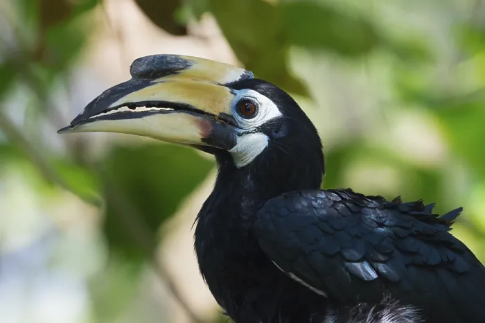 Framed Print : Southern Pied-Hornbill (Anthracoceros convexus)