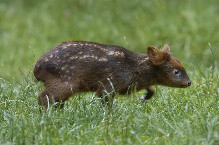 Framed Print : Southern Pudu fawn (Pudu pudu) Framed Print : Southern Pudu fawn (Pudu pudu)