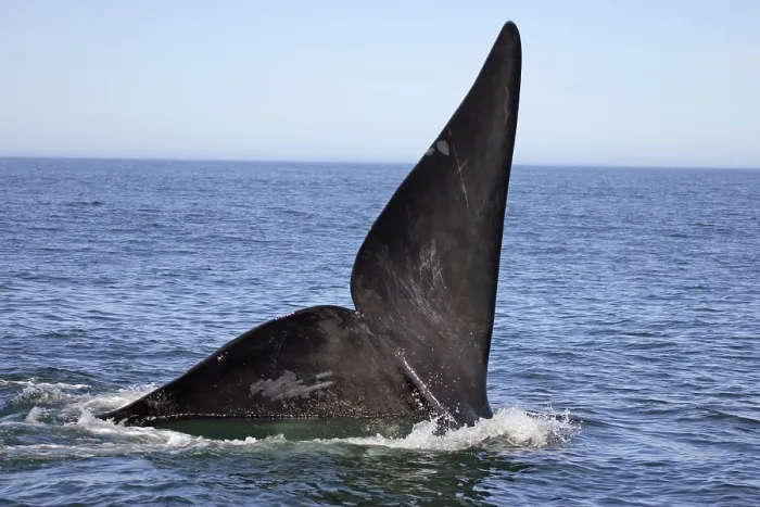 Framed Print : Southern Right Whale (Eubalaena australis)