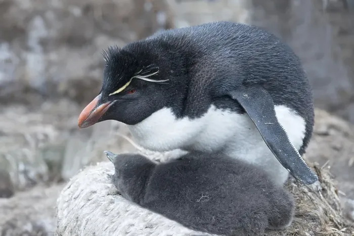 Framed Print : Southern rockhopper penguin (Eudyptes chrysocome)