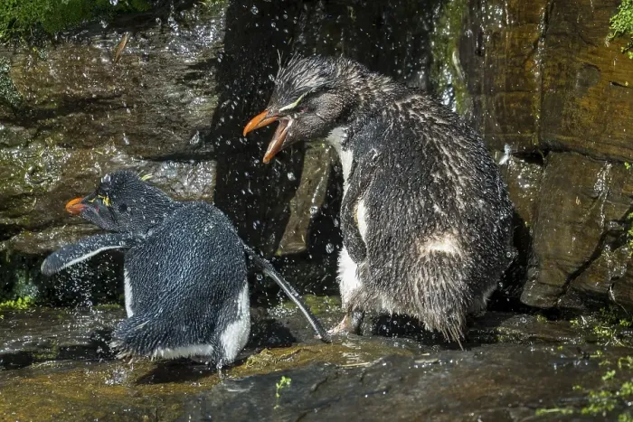Framed Print : Southern Rockhopper Penguins (Eudyptes chrysocome) arguing at a freshwater site