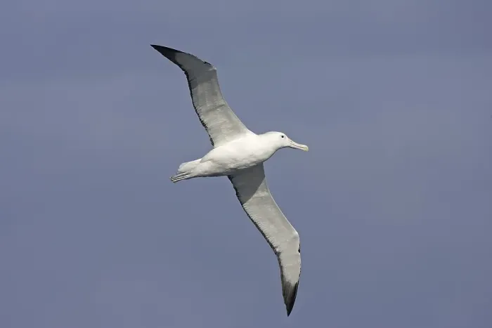 Framed Print : Southern Royal Albatross (Diomedea epomophora)