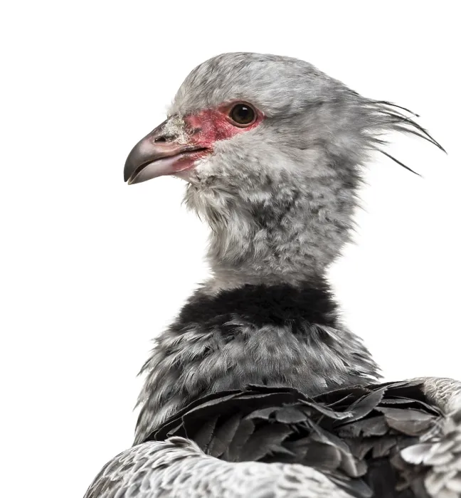 Framed Print : Southern Screamer, Chauna torquata
