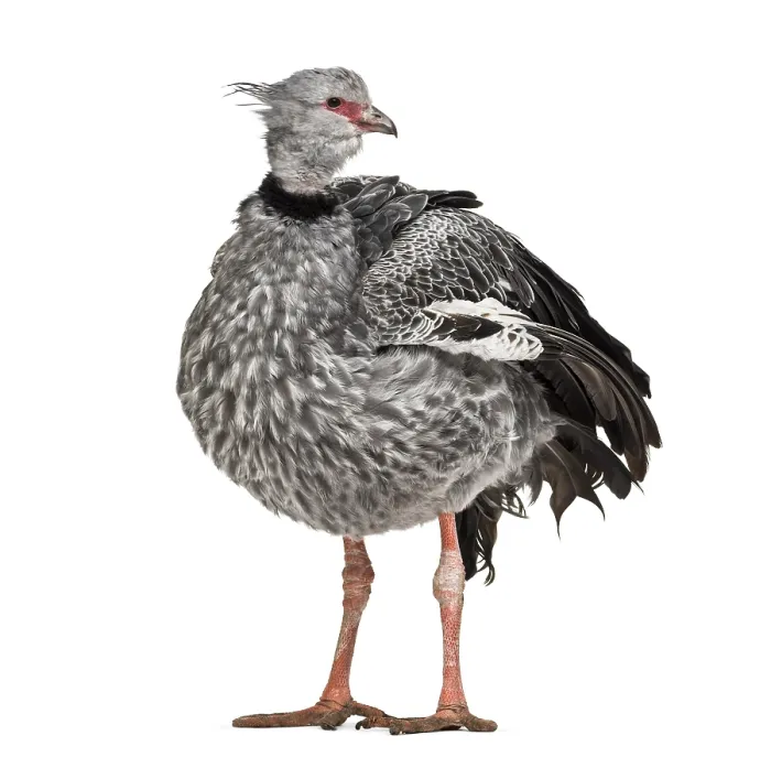 Framed Print : Southern Screamer, Chauna torquata