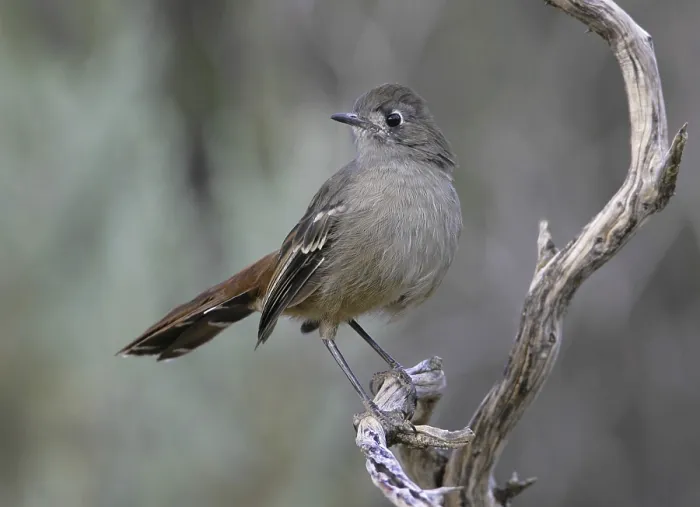 Framed Print : Southern Scrub Robin (Drymodes brunneopygia)