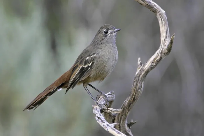 Framed Print : Southern Scrub Robin (Drymodes brunneopygia)