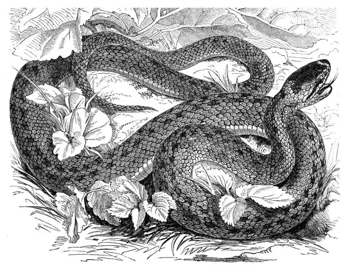 Framed Print : Southern smooth snake (Coronella laevis) Framed Print : Southern smooth snake (Coronella laevis)