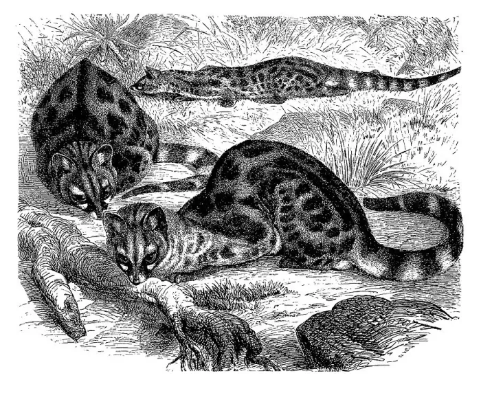 Framed Print : Southern spotted genet (Genetta felina) Framed Print : Southern spotted genet (Genetta felina)