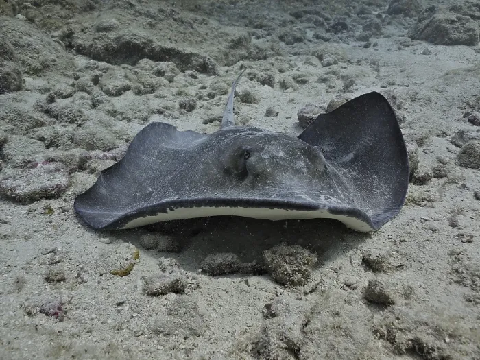 Framed Print : Southern Stingray (Hypanus americanus) resting on seabed with speckled pattern on dorsal surface