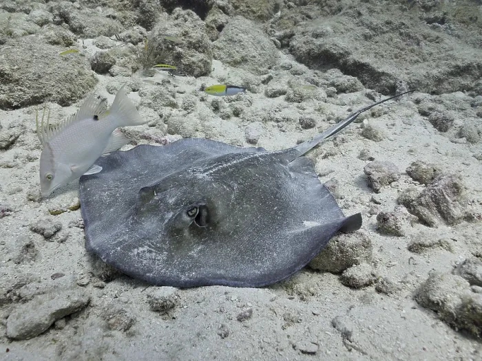 Framed Print : Southern Stingray (Hypanus americanus) on sandy seabed